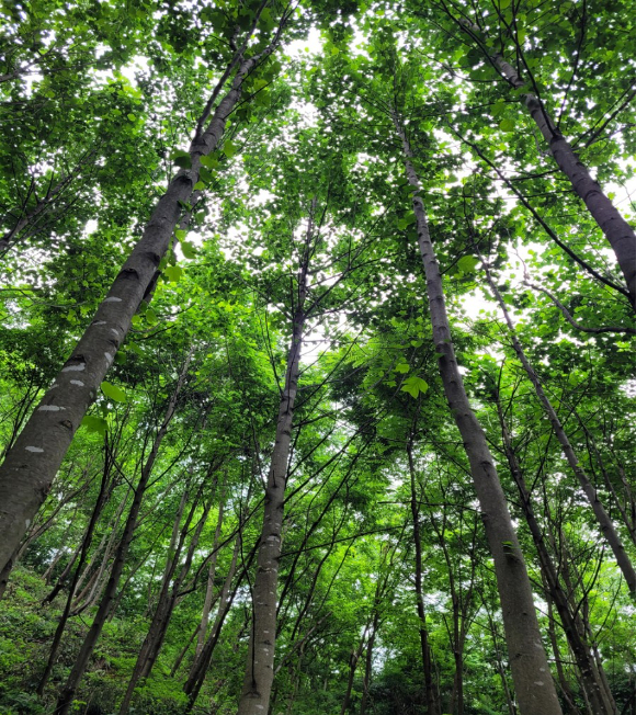산림조림 정책 관리 대상 나무 [사진=산림청]