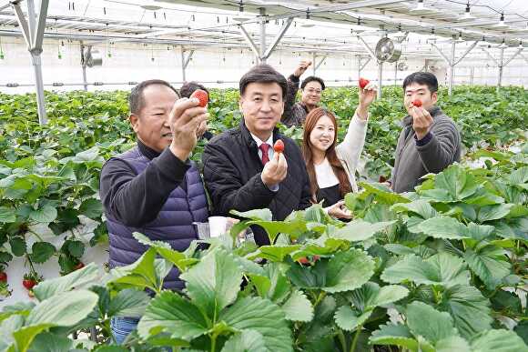 방세환 시장이 퇴촌·남종에서 딸기 수확 체험을 하고 있다. [사진=광주시]