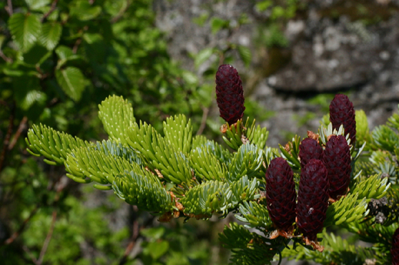 가문비 나무 [사진=한수정]