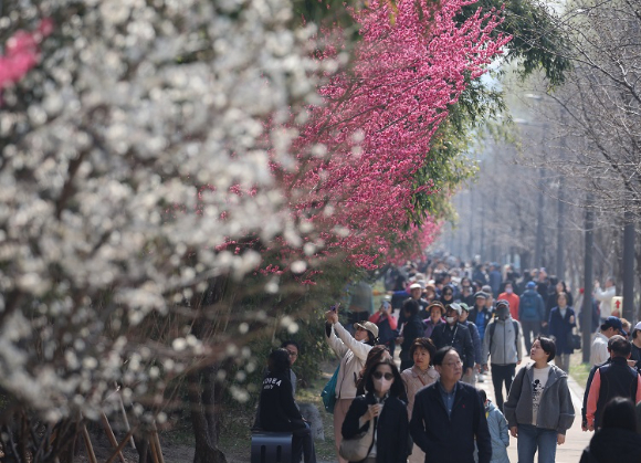 매화가 활짝 핀 서울 성동구 청계천 하동매실거리에서 시민들이 산책을 즐기고 있다. [사진=연합뉴스]