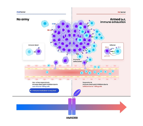 HM16390의 작용기전. [사진=한미약품 제공]