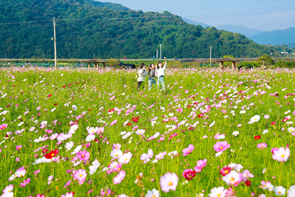 지난 14일 경상남도 산청군 산청읍 정광들을 찾은 관광객들이 코스모스를 배경으로 추억을 담고 있다. [사진=경상남도 산청군]