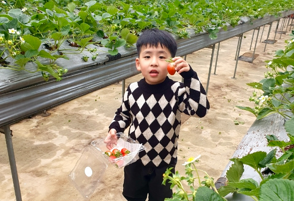 이랜드파크는 켄싱턴리조트 4곳(설악밸리&middot;설악비치&middot;서귀포&middot;제주중문)에서 겨울방학을 맞아 제철 과일인 딸기와 감귤을 직접 수확하고 맛볼 수 있는 '농장 체험' 테마의 패키지를 선보인다. [사진=이랜드파크]