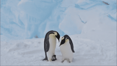 남극의 황제펭귄 부부. 지구 가열화가 계속되면 이번 세기말 황제펭귄이 멸종할 수도 있다는 경고음이 나오고 있다. 황제펭귄 부부가 얼음 위에서 새끼를 보호하고 있다. [사진=정종오 기자]