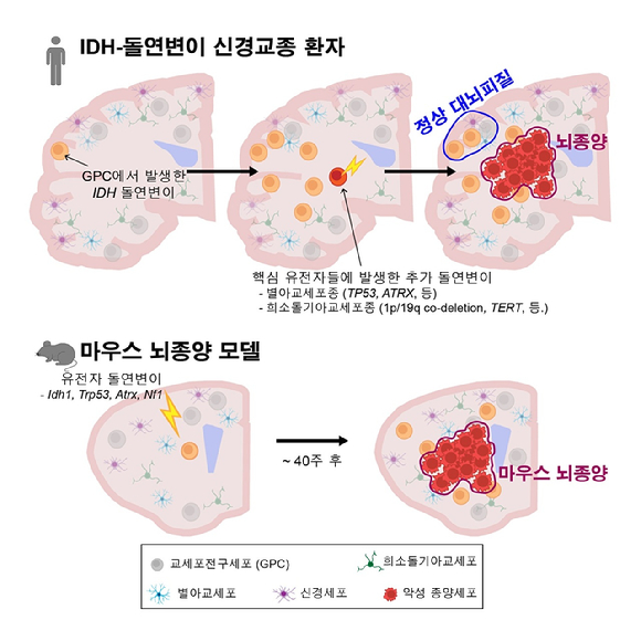 국내 연구팀이 뇌속 난치성 뇌종양 기원세포를 찾아냈다(AI생성 이미지). [사진=KAIST]