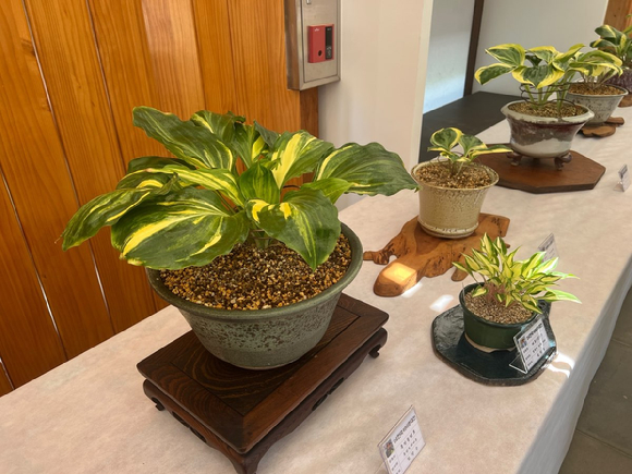 '2024년 한국비비추대전'에 전시되어 있는 화분. [사진=국립세종수목원]