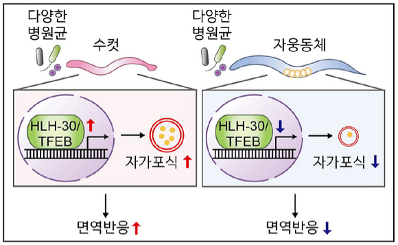 국내 연구팀이 성별에 따른 면역력 차이에 대해 예쁜꼬마선충을 대상으로 그 원인을 찾아냈다. [사진=KAIST]