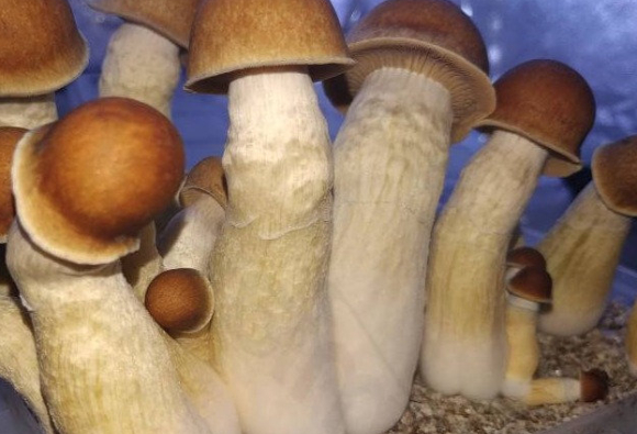 버섯 섭취가 중성지방과 혈압 감소에 도움이 된다는 연구 결과가 발표됐다. 사진은 본 기사 내용과 무관. [사진=픽사베이]