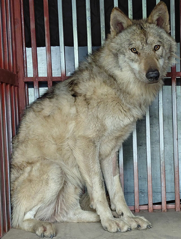 일본 사가현에서 가정에서 기르던 '늑대개'가 산책 도중 탈출했다가 하루 만에 포획되는 소동이 일어났다. 사진은 일반 늑대개로, 본 기사 내용과 무관. [사진=European Wolfdogs and Wolfalikes]