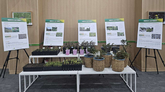 멸종위기 고산 침엽수종 눈잣나무, 가문비나무, 주목 [사진=산림청]