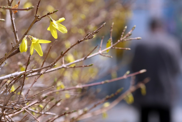 부산 동구의 한 주택가에 개나리가 피기 시작해 눈길을 끌고 있다. [사진=연합뉴스]