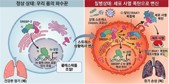 국내 연구팀이 콜레스테롤 수치를 조절하는 단백질이 스트레스를 받으면 평소와 달리 세포를 죽게 만드는 신호 역할을 한다는 사실을 알아냈다. [사진=생명연]