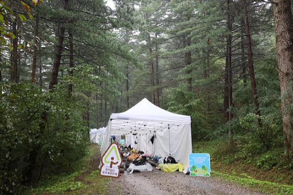 유한킴벌리 '2025 우리강산 푸르게 푸르게 '숲속 꿀잠대회''가 28일 남양주시 광릉숲에서 열렸다. 사진은 숲속에서 숙면을 취하는 참가자들의 모습. [사진=유한킴벌리]