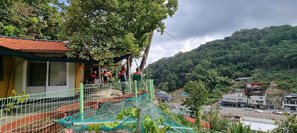 공공산림관리단이 주민들의 안전을 위해 생활권 위험목을 점검하고 있다 [사진=산림청]