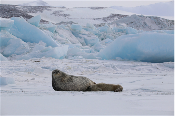 남극 웨델물범. [사진=극지연구소]