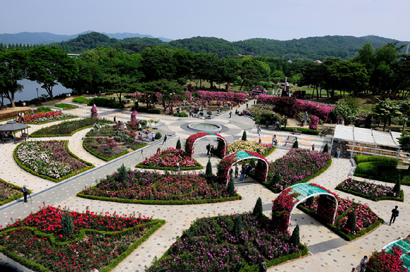 서울대공원 웨딩언덕에 코스모스가 활짝 펴 있다. [사진=서울대공원]