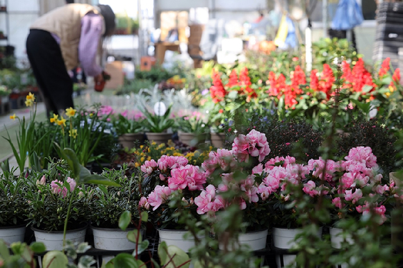 경기 양주화훼단지에서 손님이 화분을 사고 있다. [사진=연합뉴스]