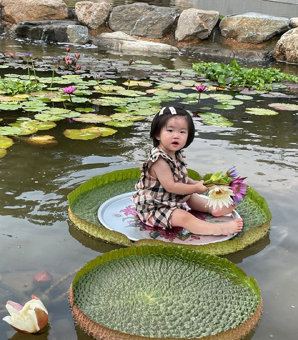 빅토리아 수련 잎에 어린아이가 앉아있다. [사진=국립정원문화원]