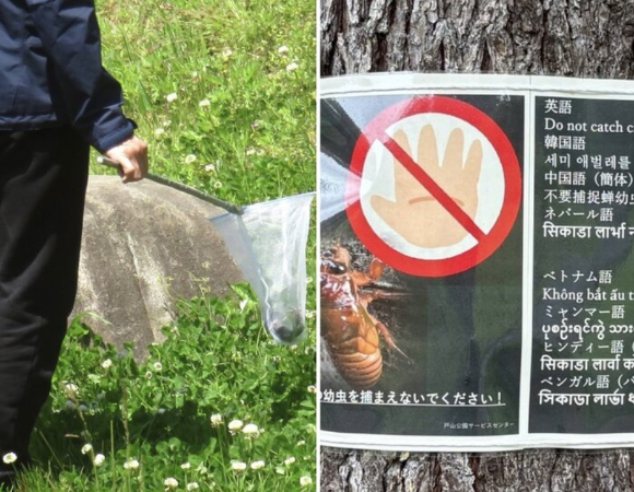 일본 도쿄의 공원 곳곳에서 중국인들이 식용 목적으로 매미 유충을 대량 포획하고 있다는 자국 보도가 전해졌다. 사진은 본 기사 내용과 무관. [사진=David Woolley]