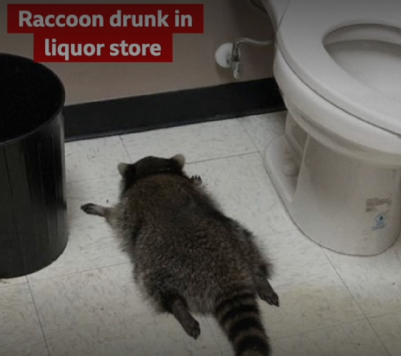 술에 취한 라쿤이 화장실 바닥에 납작 엎드려 있다. [사진=BBC]