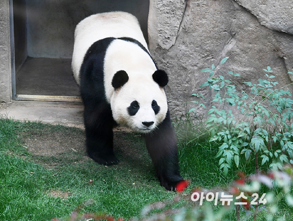 푸바오가 일반 관람객들을 만나는 마지막 날인 3일 오전 용인 에버랜드 판다월드 실내 방사장에 푸바오가 입장하고 있다. [사진=사진공동취재단]