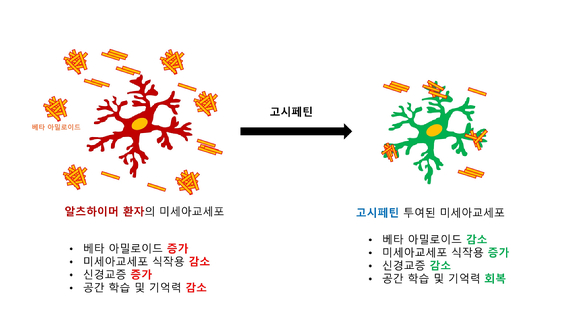 고시페틴 투여에 의한 알츠하이머성 치매에 걸린 뇌 조직의 변화 [사진=포항공대]