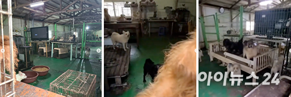 창고에서  80여마리의 개와고양이가 사육되고 있다. [사진=유기견봉사단체 인스타그램캡처]