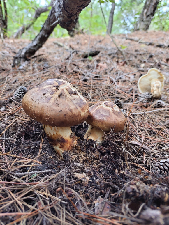 송이버섯 사진. [사진=산림청 ]