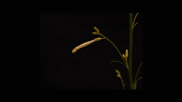 코요테담배를 통해 연구한 결과 꽃은 생체 시게를 조절하는 유전자가 있는 것으로 파악됐다. [사진=KAIST]