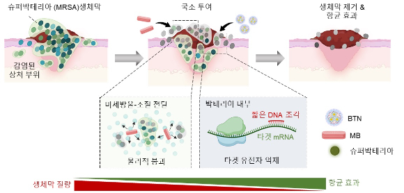 슈퍼박테리아 MRSA를 표적하는 유전자 치료제 BTN-MB의 작동 원리. [사진=ＫＡＩＳＴ]