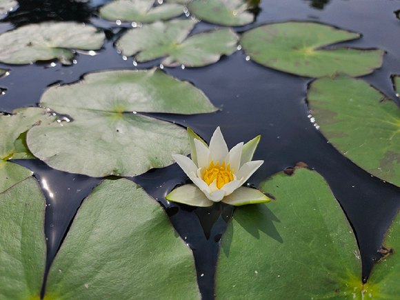 꼬마수련 특별전. [사진= 한국수목원정원관리원 ]