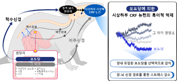 CRF 뉴런은 다른 영양소와 달리 장내 칼로리를 지닌 포도당에 특이적으로 반응한다. [사진=KAIST]