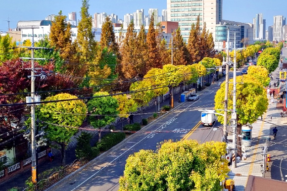 산림청은 도시환경 개선에 기여하고 시민의 삶의 질을 높이는 '2024년 모범 도시숲' 5곳을 선정했다. 사진은 모범 도시숲으로 선정된 '인천 인하로 은행나무 가로수길'. [사진=산림청]