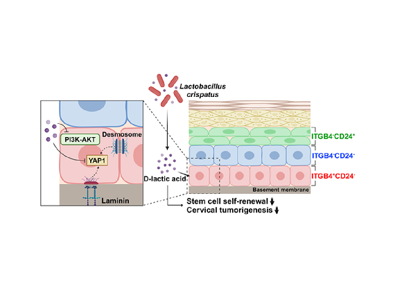 유산균(Lactobacillus)은 젖산(lactic acid)을 분비해 PI3K-AKT 신호전달기전과 YAP1을 조절, 자궁경부 줄기세포의 자기복제와 자궁경부암으로의 암화 과정을 억제한다. [사진=DGIST]