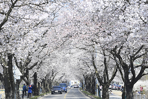 대구 달성 옥포의 기세리 벚꽃길 [사진=달성군]