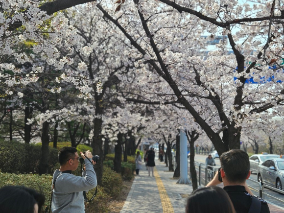 여의도에서 벚꽃 사진을 찍고 있는 관광객들 [사진=아이뉴스24 DB]