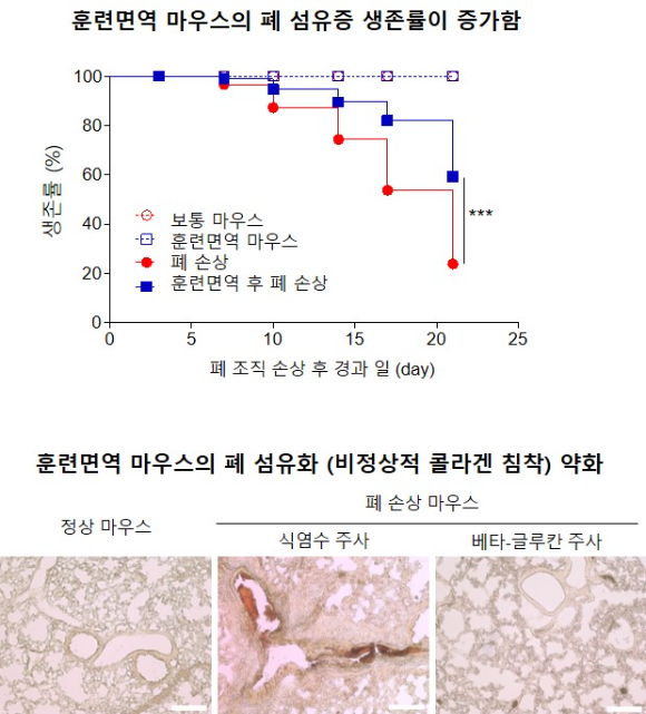 베타-글루칸으로 유도한 훈련면역이 마우스의 폐 섬유증을 완화시켰다. [사진=한국연구재단]