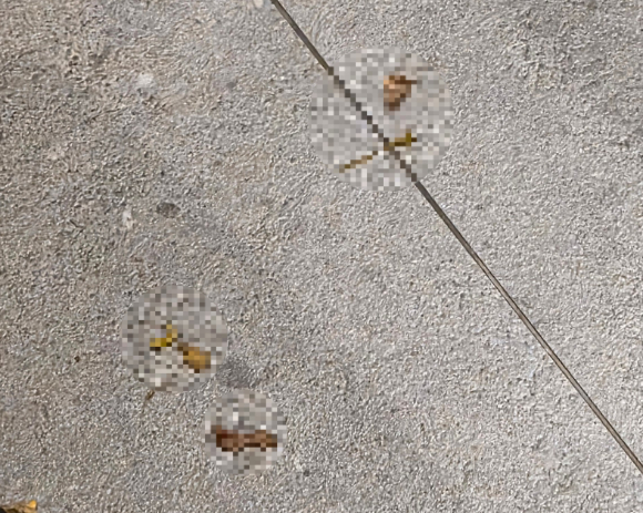 카페를 찾은 일부 손님의 비위생적인 행동으로 점주가 극심한 스트레스를 호소하는 사연이 알려졌다. 사진은 알파카로, 기사 내용과 무관. [사진=픽사베이]