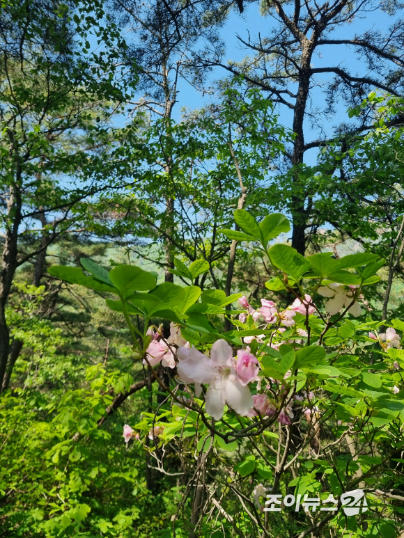 25일 '산악인 오은선대장과 함께하는 제13회 희망찾기 등산 &middot; 트레킹 교실'에서 포착한 진달래 능선의 철쭉 [사진=이미영 기자]