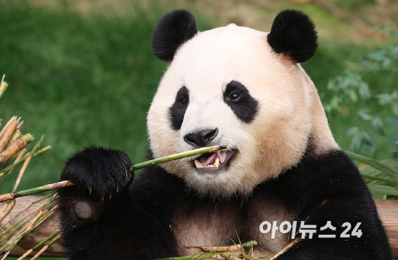 푸바오가 일반 관람객들을 만나는 마지막 날인 3일 오전 용인 에버랜드 판다월드 실내 방사장에서 푸바오가 대나무를 먹고 있다. [사진=사진공동취재단]