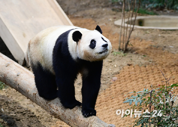 자이언트 판다 푸바오가 실내 방사장에서 시간을 보내고 있다. [사진=정소희 기자]