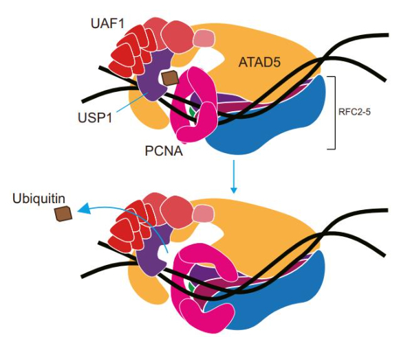 ATAD5 단백질은 DNA에 결합한 Ub-PCNA의 탈유비퀴틴화를 촉진시켰다. [사진=IBS]