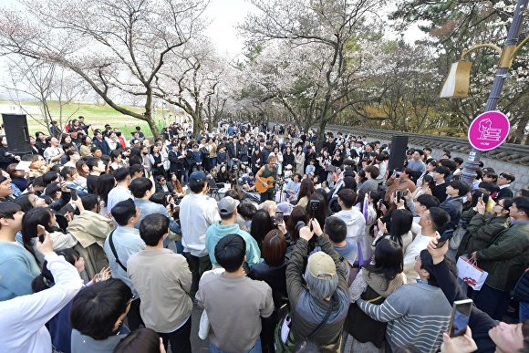 대릉원 돌담길 벚꽃축제 행사가 열리고 있다. [사진=경주시청]