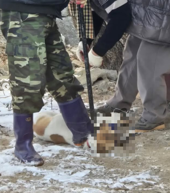 남성 4명이 전북 익산시 황등면 황등리에서 작은 개 한마리의 입을 묶고 목을 밟아 누르는 장면이 목격됐다. 이후 이 개는 도살된 것으로 알려졌다. [사진=위액트 인스타그램]