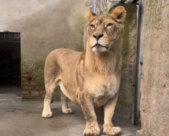 다리가 유난히 짧아 '코기(Corgi)'라는 별명을 얻은 사자가 등장해 눈길을 끌고 있다. 사진은 코기. [사진=바이두 갈무리]