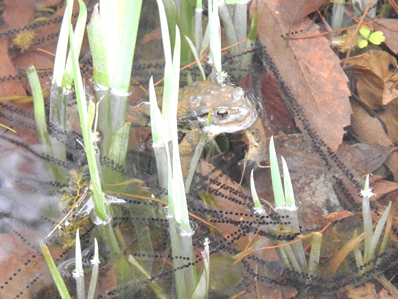 최근 꽃샘추위가 기승을 부리는 가운데 청주시 서원구 산남동 두꺼비 생태공원에서 두꺼비 한 쌍의 막바지 산란이 확인됐다. [사진=청주시]