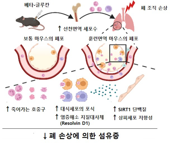 베타-글루칸에 의한 훈련면역이 마우스의 폐 섬유화를 완화시키는 기전. 전신 베타-글루칸 투여가 국소 조직인 폐로 훈련된 골수 세포의 침투를 향상 시킨다. 이때 폐 상주 대식세포가 증가되며 포식 능력 또한 향상된다. 이는 염증해소 지질대사체(Resolvin D1)의 생성을 유도하고 이로 인해 주변 폐 상피세포의 SIRT1 발현이 증대되어 후속 손상에 대한 저항성을 강화시킨다. [사진=한국연구재단]