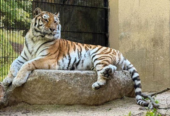 서울대공원에서 생활하던 멸종위기 야생동물 1급인 시베리아 호랑이 '미호'가 세상을 떠났다. 사진은 미호. [사진=서울대공원]