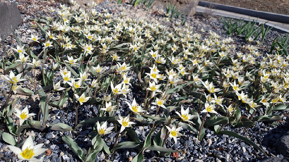 한국수목원정원관리원이 국립백두대간수목원에 있는 알파인하우스에서 튤립속(Tulipa) 식물 기원을 알 수 있는 '알고파 튤리파' 특별 전시를 개최한다. 사진은 국립백두대간수목원 알파인하우스에 만개한 튤리파 비프롤라. [사진=한국수목원정원관리원/산림청]