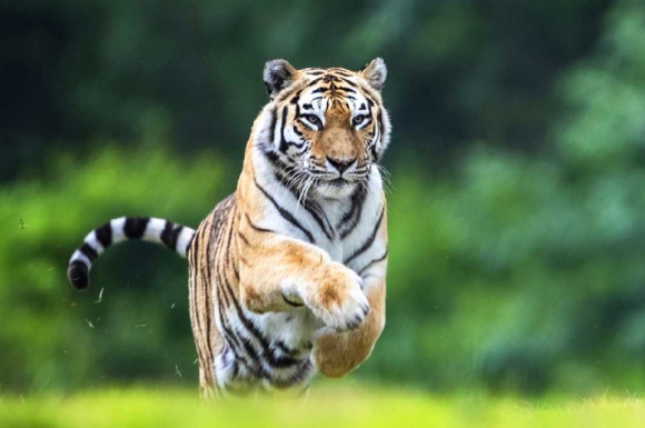 국내 최고령 호랑이 '한청'이 20세의 나이로 사망했다. 사진은 '한청'. [사진=한국수목원정원관리원]